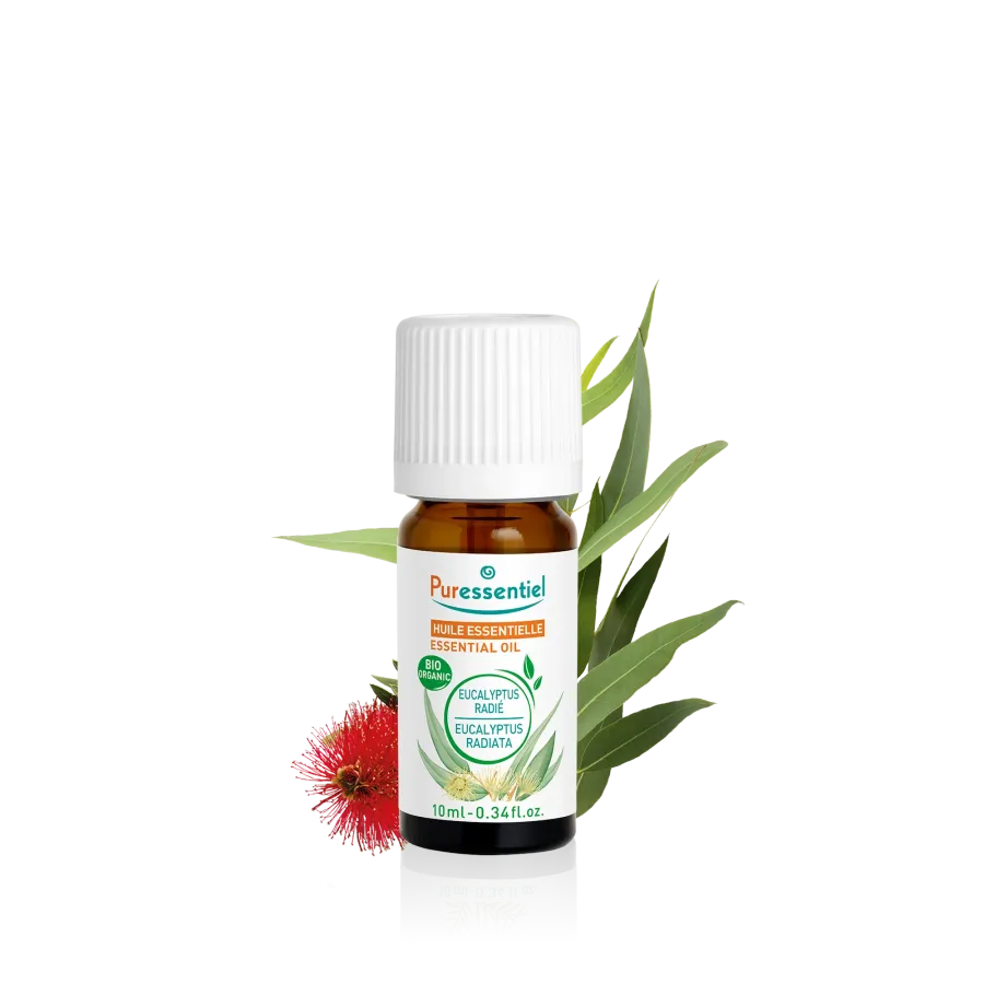 Huile Essentielle Eucalyptus Radié BIO 10 ml